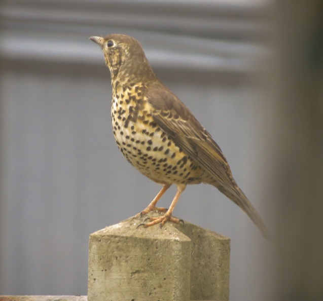 Mistle Thrush IMG_23754_edited.jpg