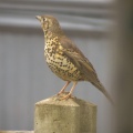 Mistle Thrush (Turdus viscivorus) Kenneth Noble