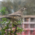 Mistle Thrush (Turdus viscivorus) Kenneth Noble