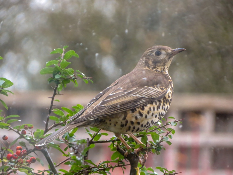 Mistle thrush IMG_23793_edited.jpg