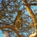 Sparrowhawk (Accipiter nisus) Kenneth Noble