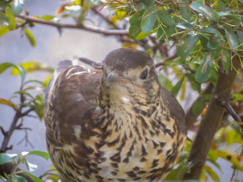 Surrey, January 2025 Mistle Thrush IMG_24105_edited.jpg