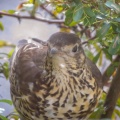 Mistle Thrush (Turdus viscivorus) Kenneth Noble