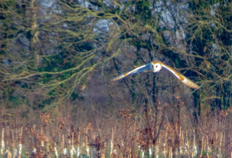 Barn Owl IMG_24048_edited_edited.jpg