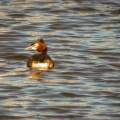 Great Crested Grebe (Podiceps cristatus) Kenneth Noble