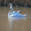 Mute swan (Cygnus olor) Kenneth Noble