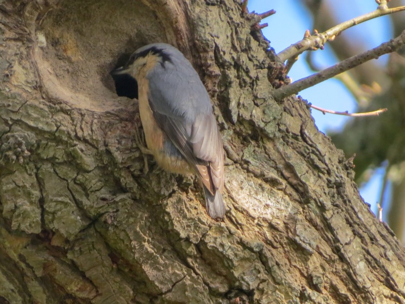 Nuthatch IMG_24631_edited.jpg