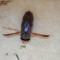Corixa punctata (prob) - Kenneth Noble