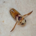 Corixa punctata (prob) - Kenneth Noble