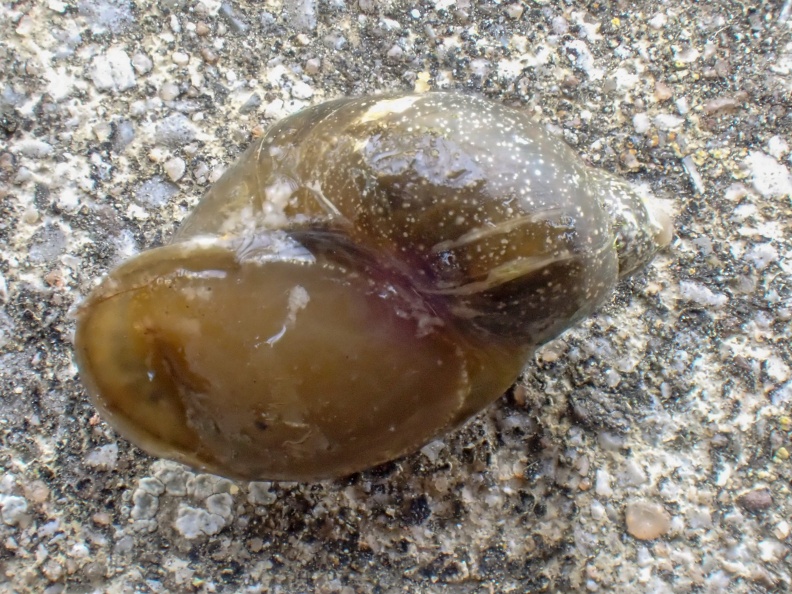 Ampullaceana balthica P4120007_edited.jpg