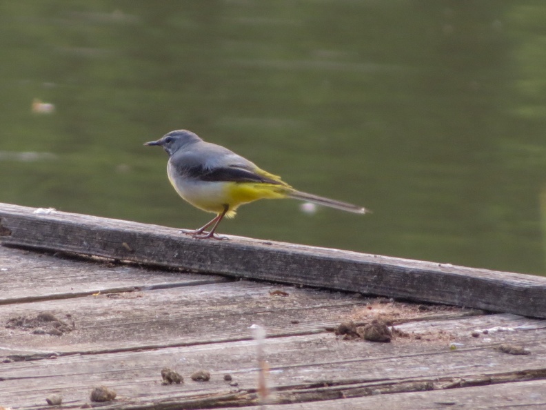 Grey Wagtail IMG_24746_edited.jpg