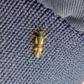 Four-spotted plant bug (Dryophilocoris flavoquadrimaculatus) Kenneth Noble
