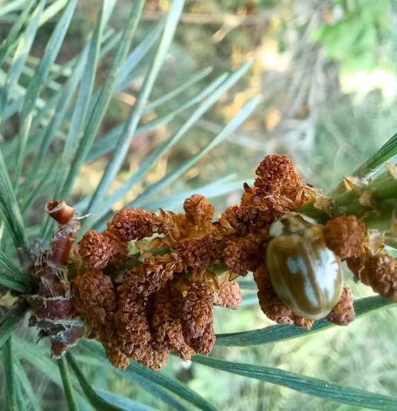Striped Ladybird 20250621_200108_edited.jpg