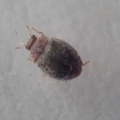 Red-headed Ladybird (Rhyzobius lophanthae) Kenneth Noble