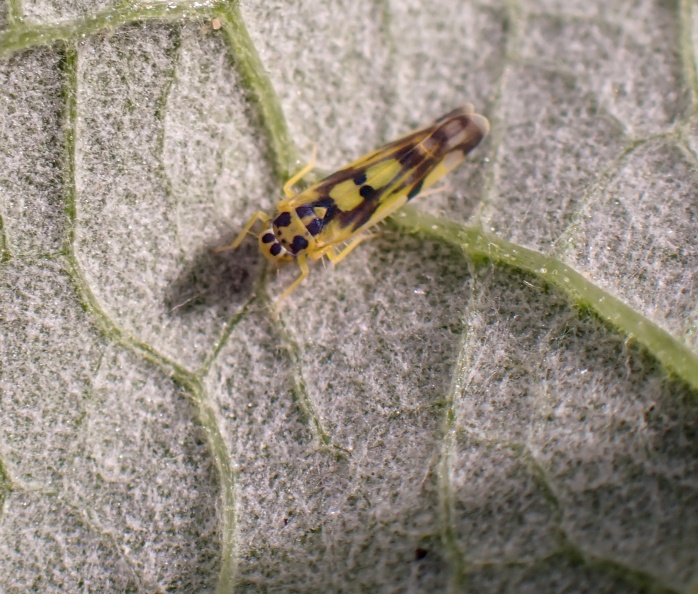 Eupteryx atropunctata P5290015_edited.jpg