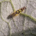 Eupteryx atropunctata - Kenneth Noble