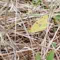 Clouded yellow (Colias croceus) Kenneth Noble