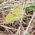 Clouded yellow (Colias croceus) Kenneth Noble