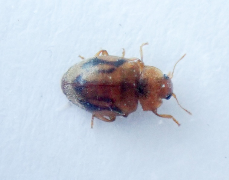 R chyrsomeloides P8110232_edited.jpg
