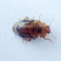 Rhyzobius chyrsomeloides - Kenneth Noble
