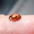 2-spot ladybird (Adalia bipunctata) Kenneth Noble