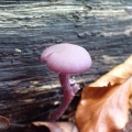 Amethyst deceiver (Laccaria amethystiina) Kenneth Noble
