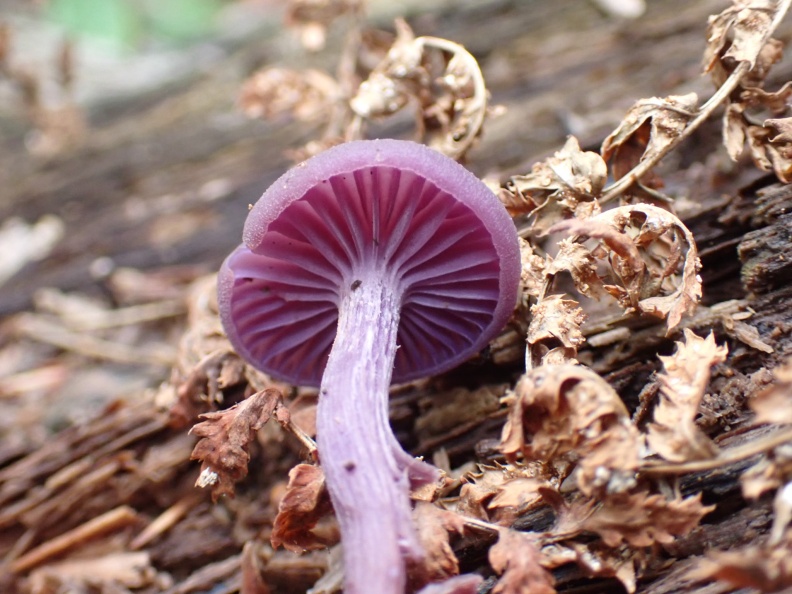 Amethyst deceiver PA260436_edited.jpg