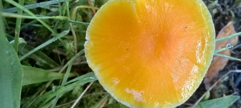 Butter waxcap 20251102_105928.jpg