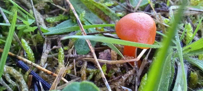 Waxcap  (Hygrocybe sp.) Kenneth Noble