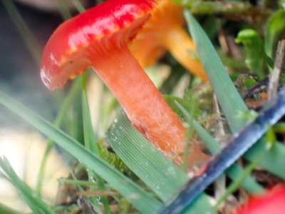 Spangle Waxcap (Hygrocybe insipida) prob - Kenneth Noble