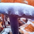 Amethyst Deceiver (Laccaria amethystina) Kenneth Noble