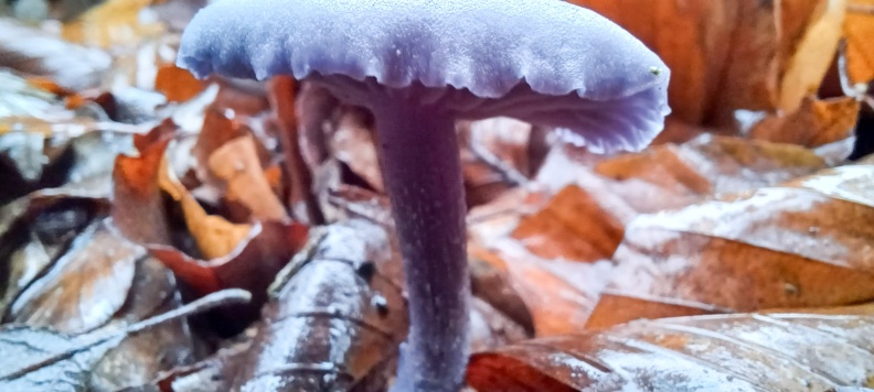 Amethyst Deceiver 20251114_092649_edited.jpg