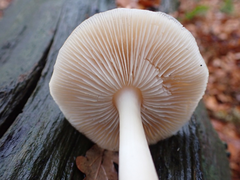 Butter Cap PB150523.JPG