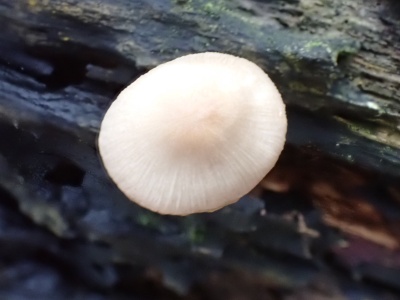 Common Bonnet (Mycena galericulata) Kenneth Noble