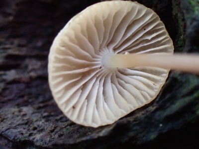 Common Bonnet (Mycena galericulata) Kenneth Noble
