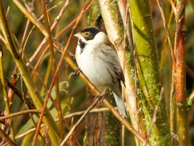 Reed Bunting (Emberiza schoeniclus) Kenneth Noble
