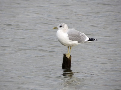 Common Gull (Larus canus) Kenneth Noble
