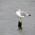 Common Gull (Larus canus) Kenneth Noble