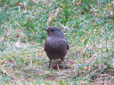 Black Redstart (Phoenicurus ochruros) Kenneth Noble