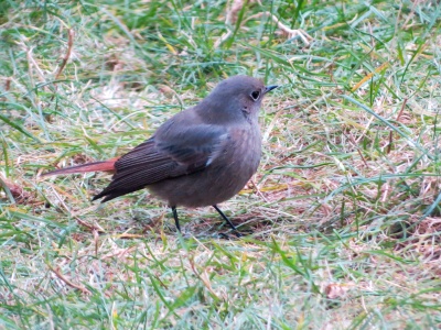 Black Redstart (Phoenicurus ochruros) Kenneth Noble