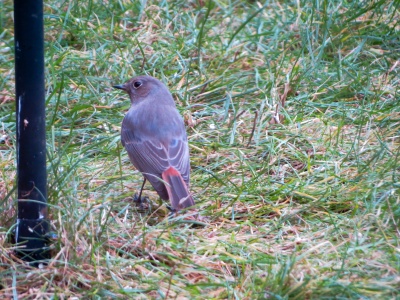 Black Redstart (Phoenicurus ochruros) Kenneth Noble