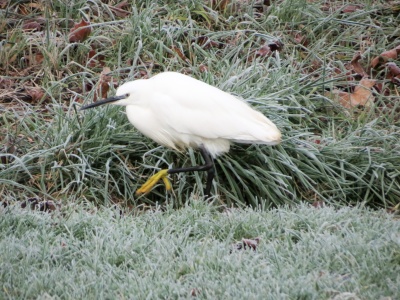 Little Egret (Egretta garzetta) Kenneth Noble