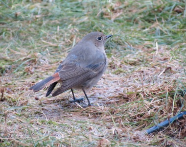 Black redstart (f) (Phoenicurus ochruros) Kenneth Noble