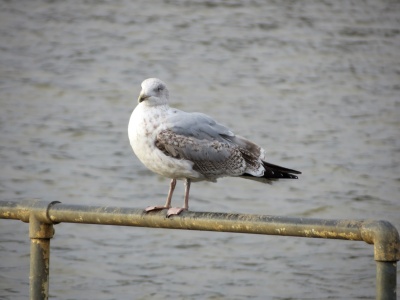 Common gull (Larus canus) Kenneth Noble