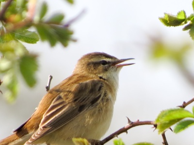 Sedge warbler (Acrocephalus schoenobaenus) Kenneth Noble