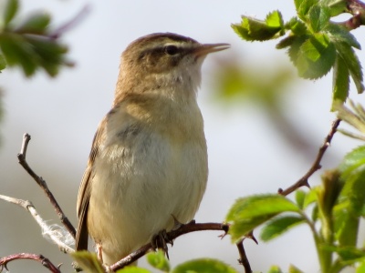 Sedge warbler (Acrocephalus schoenobaenus) Kenneth Noble