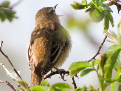 Sedge warbler (Acrocephalus schoenobaenus) Kenneth Noble