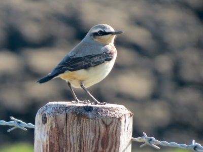 Northern Wheatear (Oenanthe oenanthe) Kenneth Noble