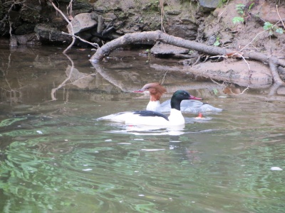 Goosander (Mergus merganser) IKenneth Noble