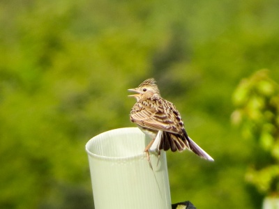 Skylark (Alauda arvensis) Kenneth Noble